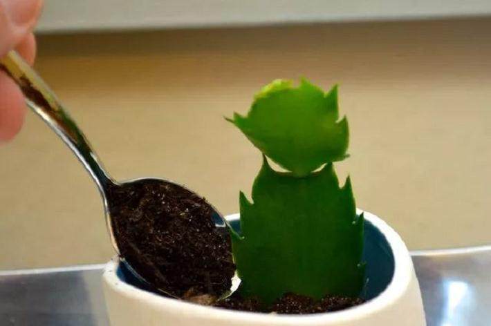 蟹爪兰换盆之后 促进开花的3个技巧