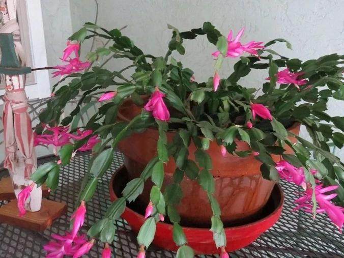 蟹爪兰换盆之后 促进开花的3个技巧