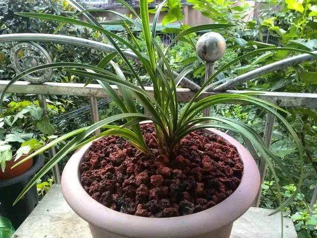 夏天适合换盆吗 常见盆栽换盆这5点很关键!