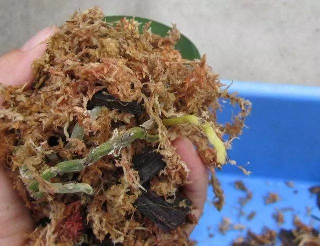 夏天适合换盆吗 常见盆栽换盆这5点很关键