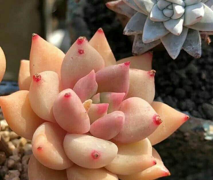 多肉要如何换盆呢?