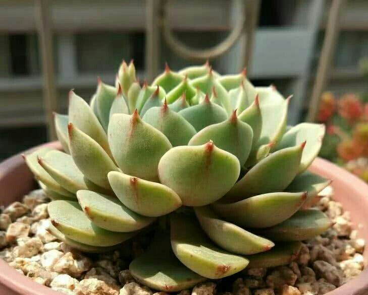 多肉要如何换盆呢?