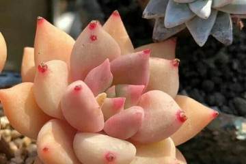 多肉要如何换盆 才最好 图片