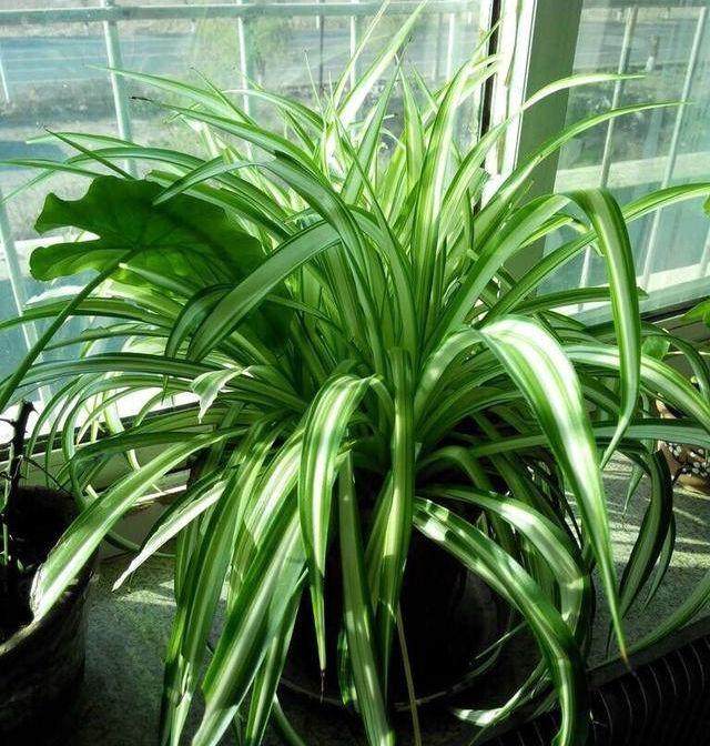 养花换盆要勤快 要不然怎么养都难长大!