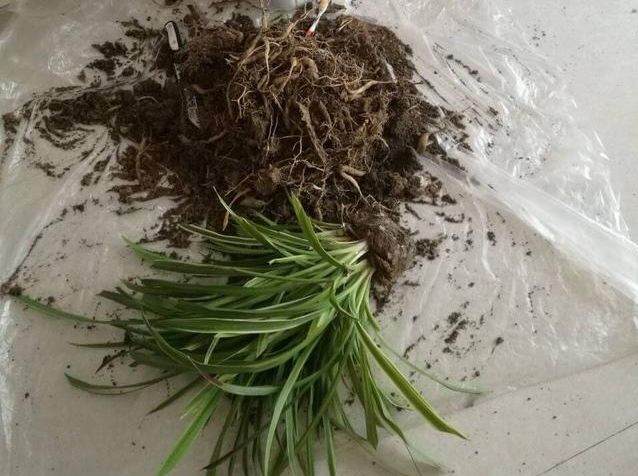 养花换盆要勤快 要不然怎么养都难长大!