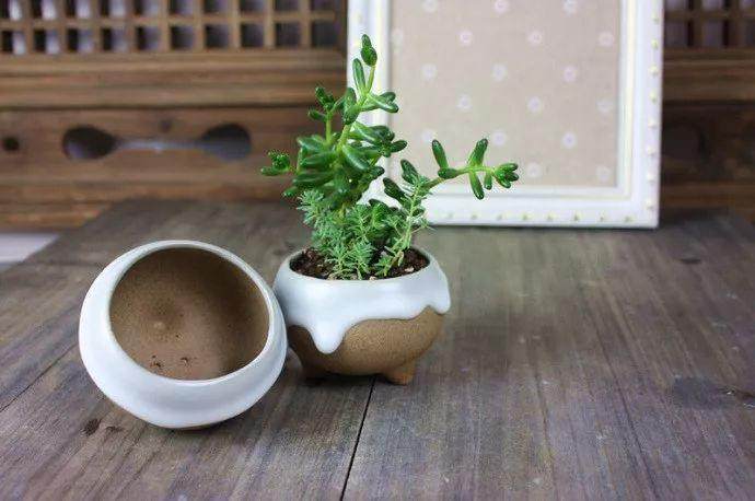 花卉换盆后 容易死亡怎么办?这3招教你轻松解决