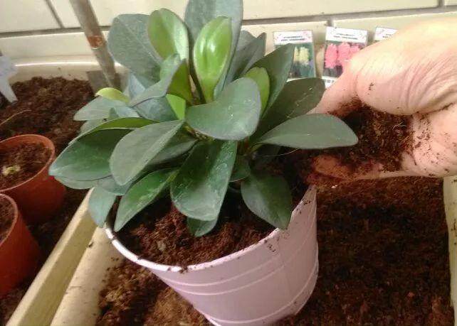 花卉换盆后 容易死亡怎么办?这3招教你轻松解决