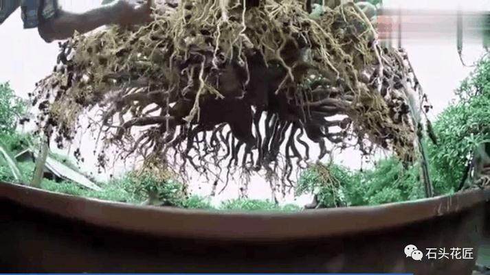 爷爷养盆景换盆 需要洗根 吊起来像是八爪鱼