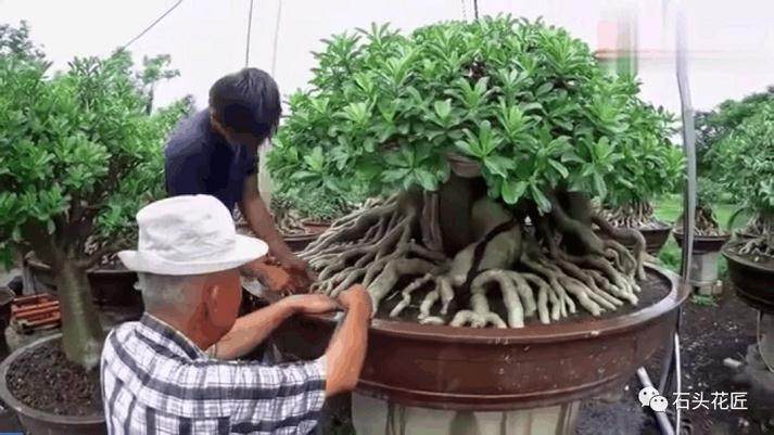 爷爷养盆景换盆 需要洗根 吊起来像是八爪鱼