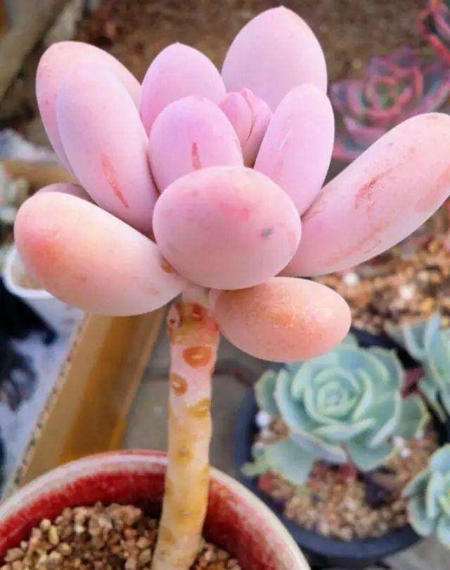 多肉换盆虽然简单 但是也要注意以下5个小技巧哦