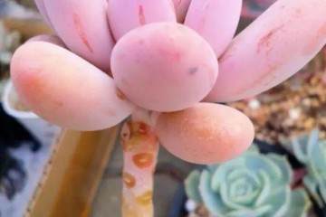 多肉换盆虽然简单 但是也要注意以下5个小技巧哦