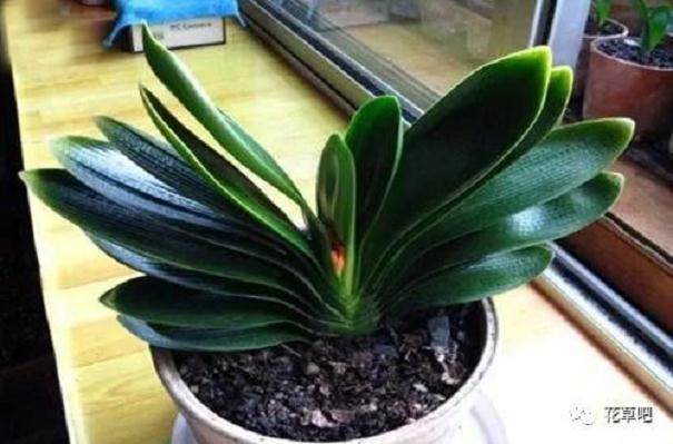 君子兰秋季要换盆 看完你才懂