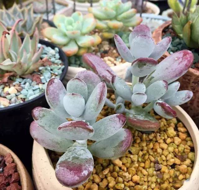 说完多肉修根 再说翻土