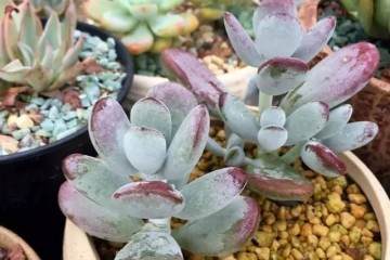 说完多肉修根 再说怎么翻土 图片