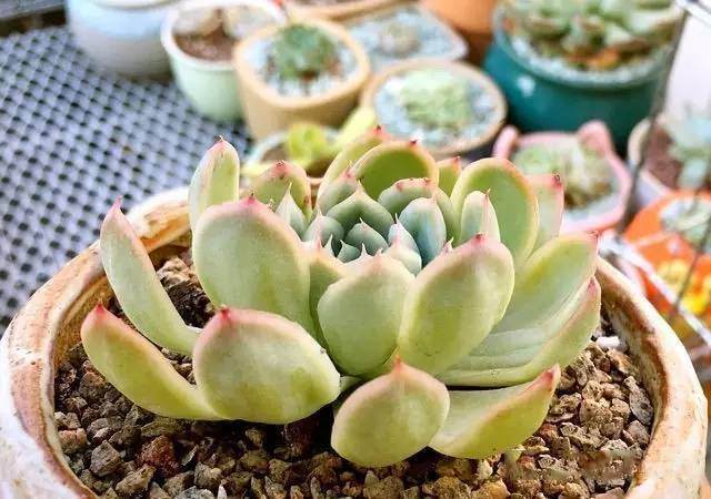 根系越发达的多肉换盆时越要修根