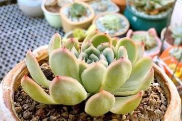 根系越发达的多肉换盆时越要修根