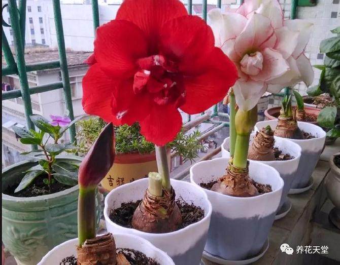 朱顶红花卉的养殖方法和注意事项