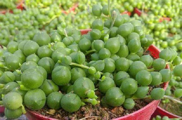 多肉佛珠怎么换盆 要注意什么?