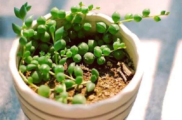 多肉佛珠怎么换盆 要注意什么?