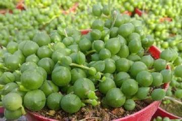 多肉佛珠怎么换盆 要注意什么 图片