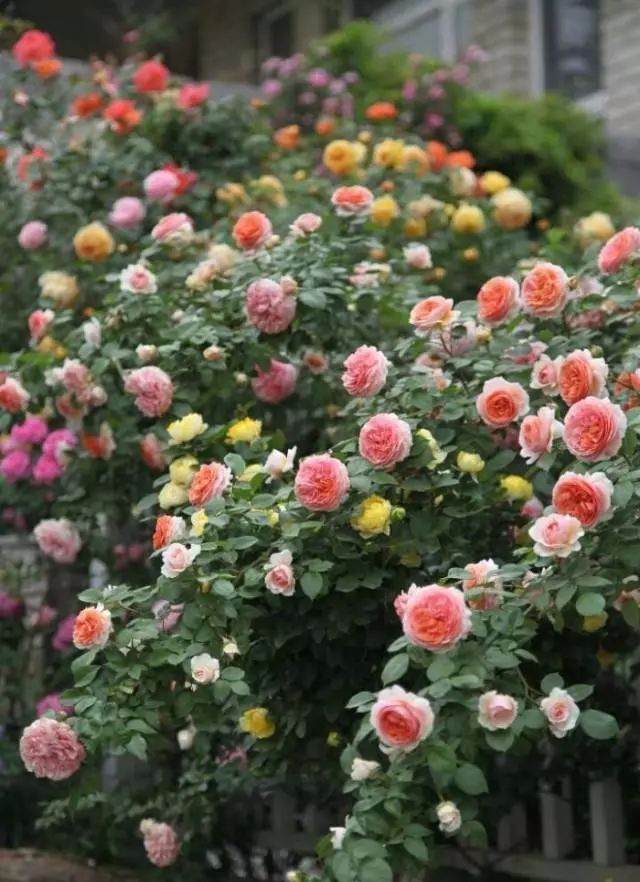 月季在夏天可以换盆吗?换盆注意这些细节