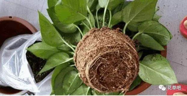 养花换盆时 注意到这3点 换盆后花草总是养活!