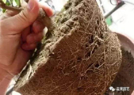 茉莉花怎么换盆和注意事项