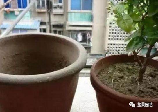 茉莉花怎么换盆和注意事项