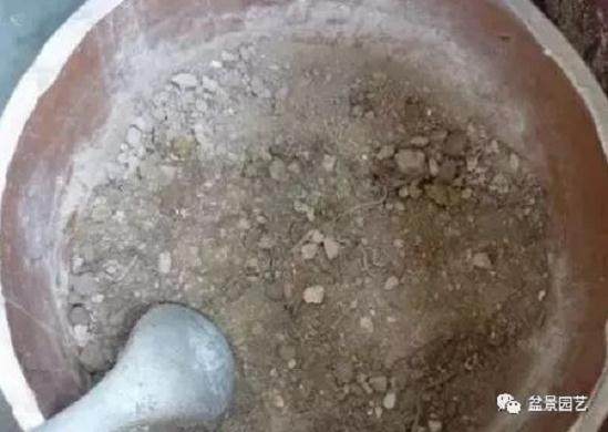 茉莉花怎么换盆和注意事项