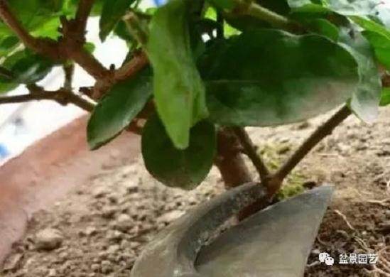 茉莉花怎么换盆和注意事项