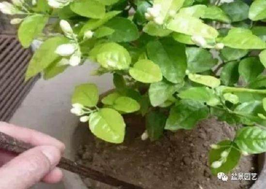 茉莉花怎么换盆和注意事项