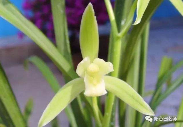 兰花应该什么时候换盆?