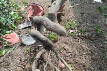 山采不是唯一 盆景换盆剪根人工培养金弹子素材