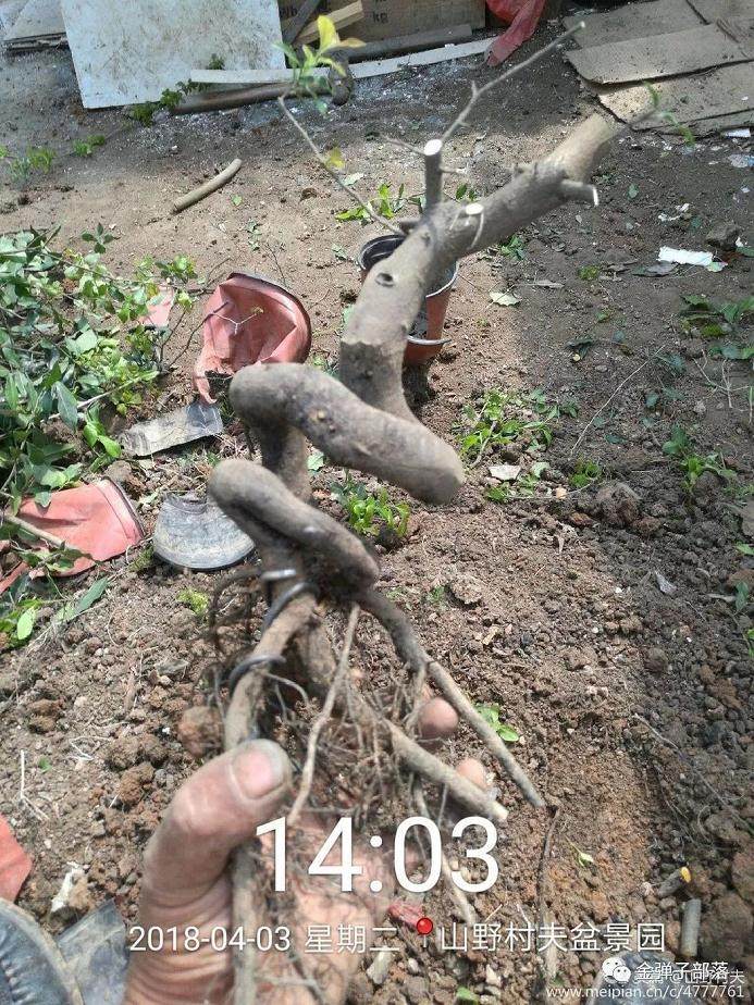 山采不是唯一 盆景换盆剪根人工培养金弹子素材