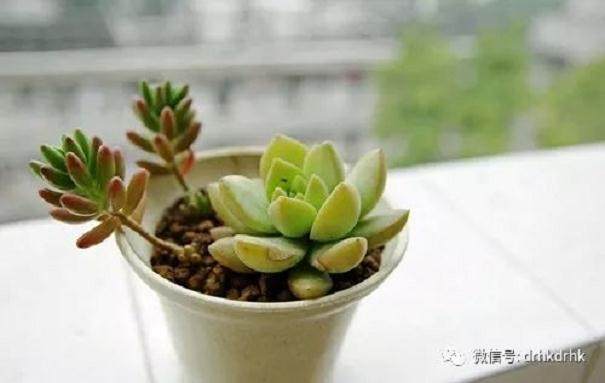 如何成功移栽多肉植物?下面教你几个步骤