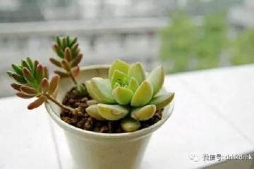 如何成功移栽多肉植物 下面教你3个步骤