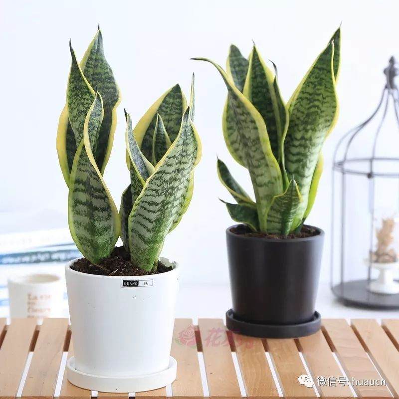 虎皮兰移栽换盆应注意哪些问题?