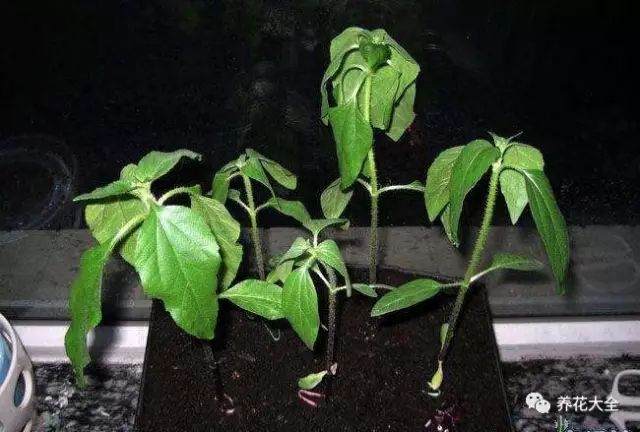 夏天养花换盆晒施浓肥…千万不能干!