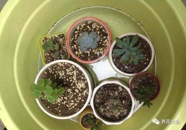 夏天养花换盆晒施浓肥…千万不能干!