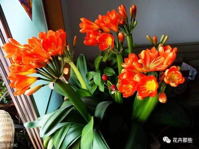 君子兰换盆不敢修根?学会这一招 放心大胆的剪!