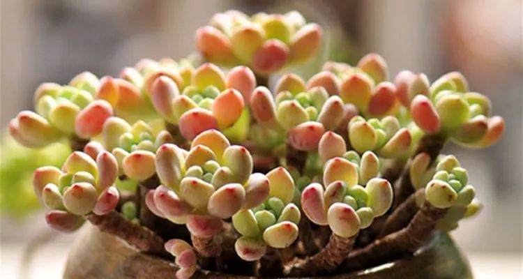 多肉植物在夏季换盆须知