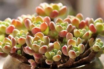 多肉植物在夏季怎么换盆的须知 图片