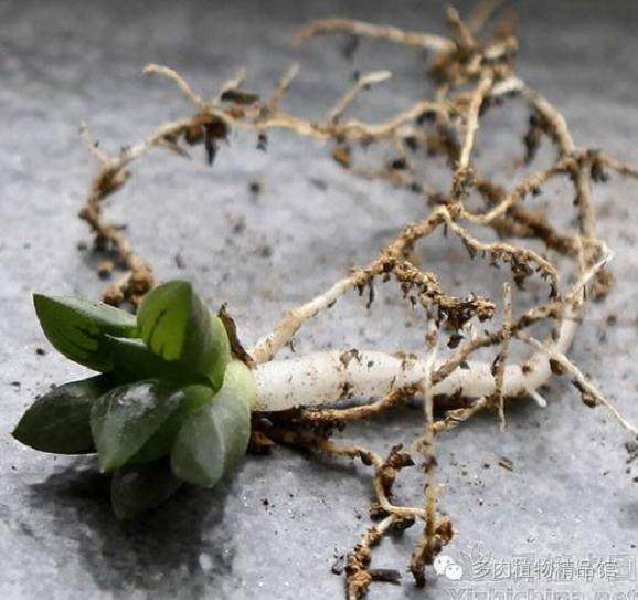 图解 多肉换盆的5个步骤