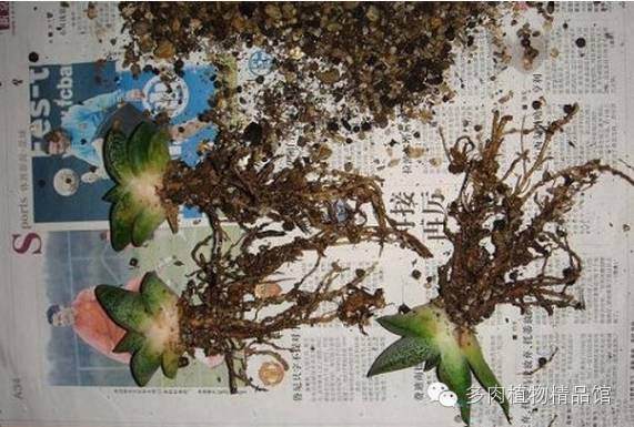 图解 多肉换盆的5个步骤