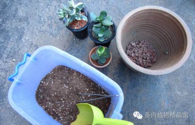 图解 多肉换盆的5个步骤
