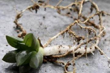 图解 多肉怎么换盆的5个步骤