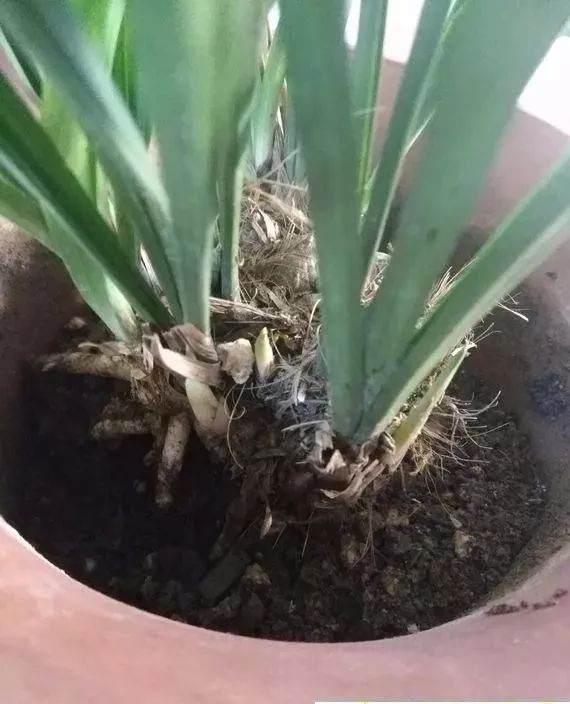 养好兰花换盆的3个步骤