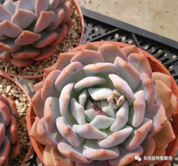 在给多肉植物换盆 不要犯这些错误 能更快生根