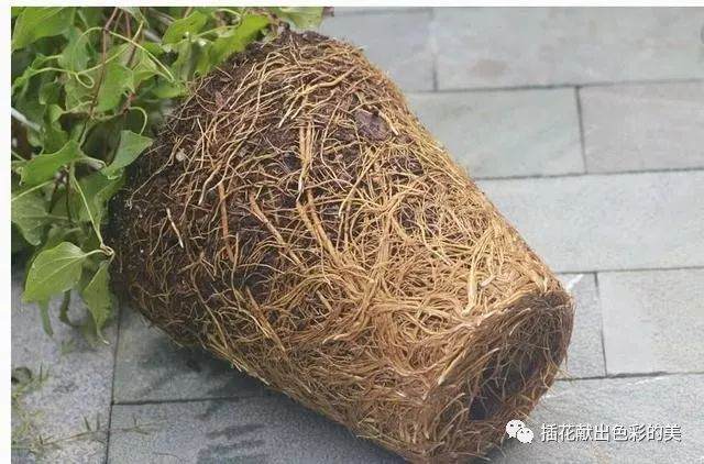 养花不会换盆 你的花卉只能等死了 图片