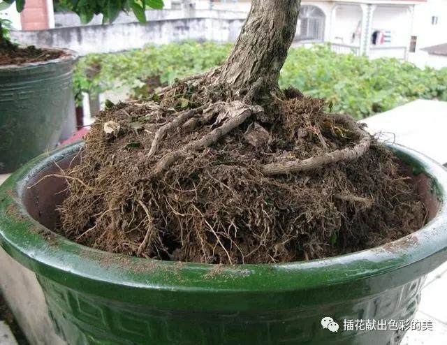 养花不会换盆 你的花卉只能等死了!